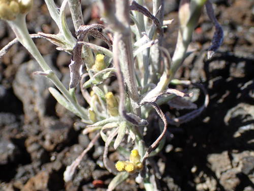 Helichrysum luteoalbum image