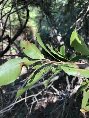 Cupaniopsis parvifolia