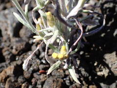 Helichrysum luteoalbum image