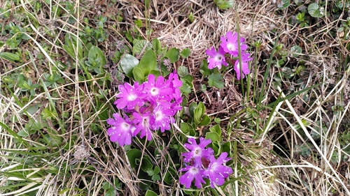 Primula clusiana, photograph 5