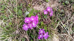 Primula clusiana, photograph author not stated, no rights reserved