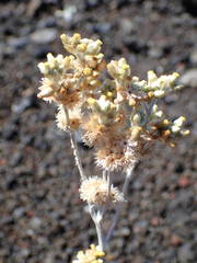 Helichrysum luteoalbum image