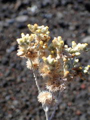 Helichrysum luteoalbum image