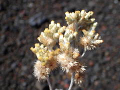 Helichrysum luteoalbum image