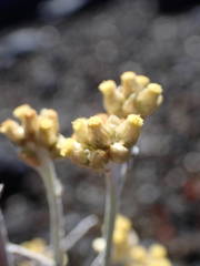 Helichrysum luteoalbum image