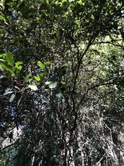 Cupaniopsis parvifolia