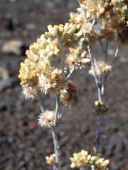 Helichrysum luteoalbum image