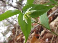 Disporum smilacinum