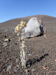 Helichrysum luteoalbum image