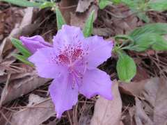 Rhododendron yedoense