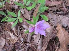 Rhododendron yedoense