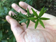 Alyxia ruscifolia
