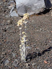 Helichrysum luteoalbum image