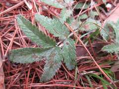 Potentilla discolor