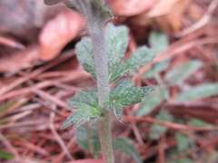 Potentilla discolor