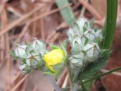 Potentilla discolor