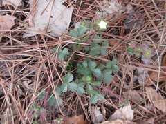 Potentilla fragarioides