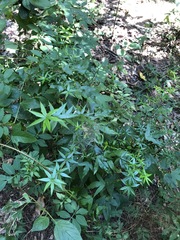 Alyxia ruscifolia