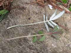 Potentilla discolor