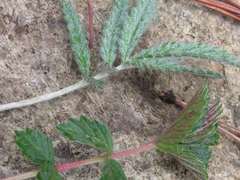 Potentilla discolor