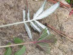 Potentilla discolor