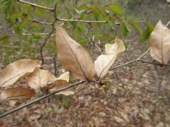 Lindera glauca