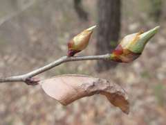 Lindera glauca