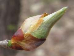 Lindera glauca
