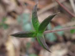 Semiaquilegia adoxoides