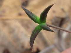 Semiaquilegia adoxoides