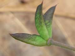 Semiaquilegia adoxoides