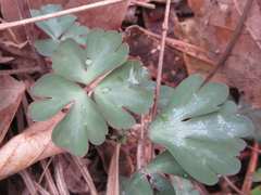 Semiaquilegia adoxoides