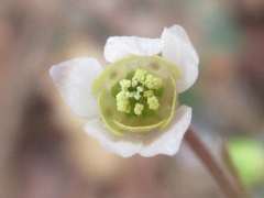 Semiaquilegia adoxoides