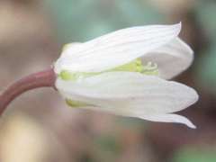 Semiaquilegia adoxoides