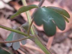 Semiaquilegia adoxoides