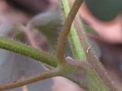 Semiaquilegia adoxoides