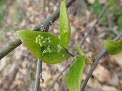 Symplocos sawafutagi