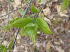 Symplocos sawafutagi