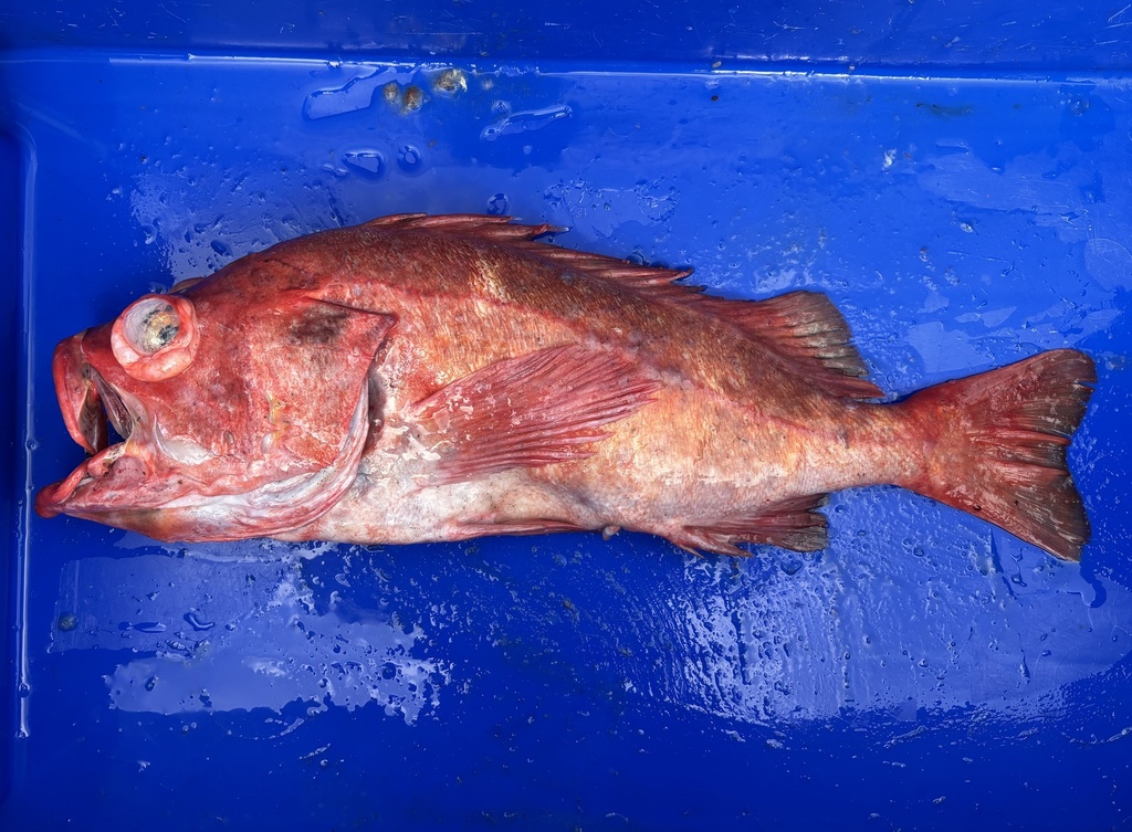 Rock cod (Sebastes reedi) — Sebastidae