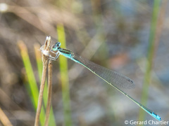 Aciagrion borneense