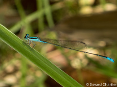 Aciagrion borneense