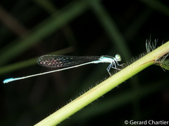 Aciagrion borneense