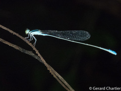 Aciagrion borneense
