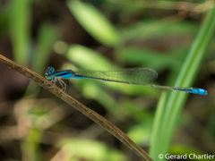 Aciagrion borneense