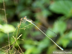 Aciagrion borneense