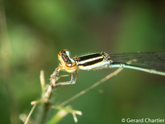Aciagrion borneense