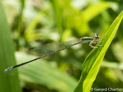 Aciagrion borneense