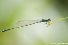 Aciagrion borneense
