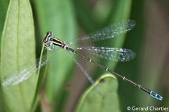 Aciagrion borneense
