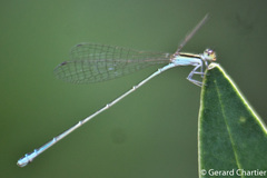 Aciagrion borneense